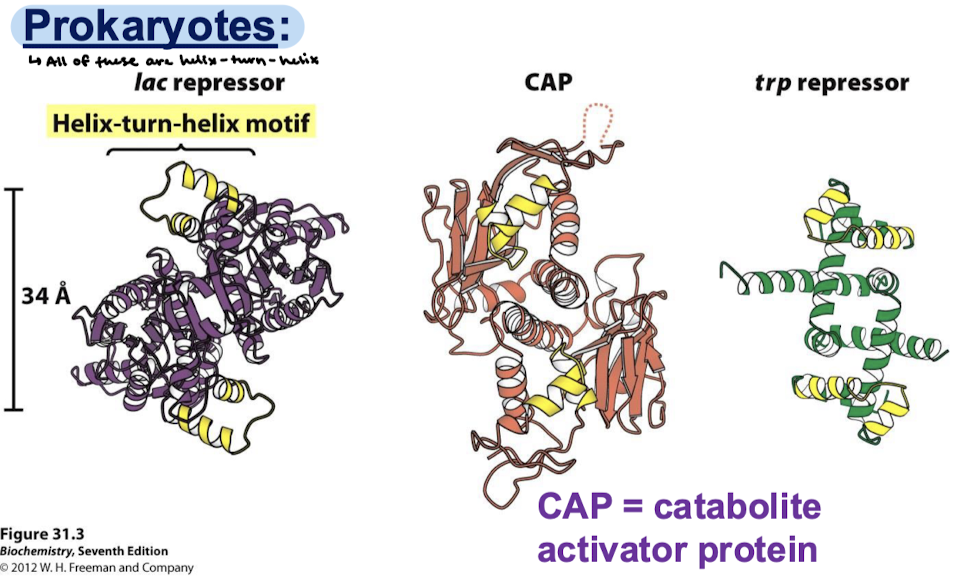 <p>Lac repressor, CAP, trp repressor</p>