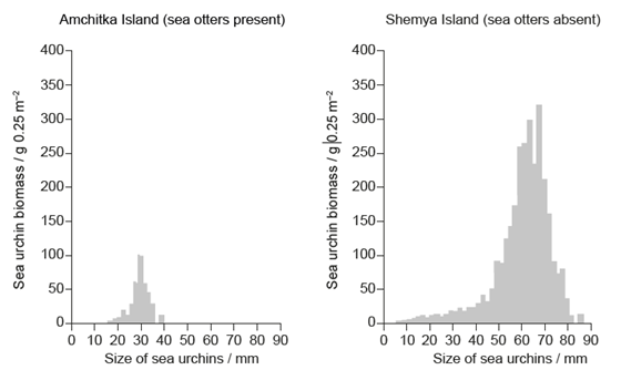 <p>Sea urchins (<em>Strongylocentrotus</em>) are echinoderms that consume large quantities of algae. Sea otters (<em>Enhydra lutris</em>) feed on sea urchins.</p><p>The graphs show the biomass of sea urchins in an area of 0.25 m2 plotted against their size. Data were collected in two Aleutian Islands, Amchitka and Shemya. In Amchitka the sea otter population is high while at Shemya there are no sea otters.</p><p></p><p>2a (2 marks): Outline a method that could have been used in this study to measure the numbers of sea urchins per 0.25 m2.</p>