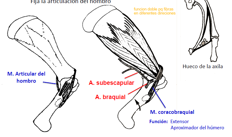 <ul><li><p>FUNCION: abductor, rotador interno, fija la articulacion del hombro&nbsp;</p></li><li><p>INSERCION :&nbsp;de la fosa subescapular a el tuberculo menor del humero </p></li><li><p>VASCULARISACION : a.subescapular, a.braquial&nbsp;</p></li><li><p>INERVACION : n.subescapular&nbsp;</p></li></ul><p></p>