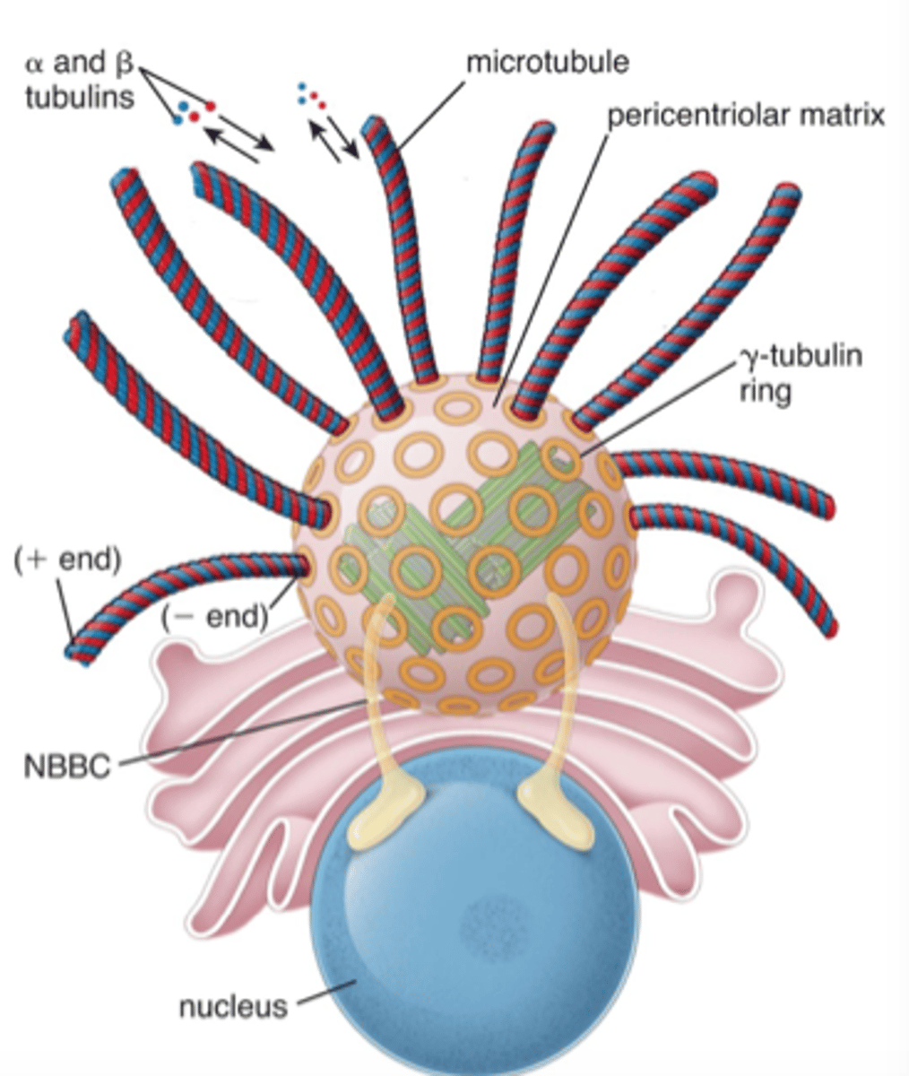<p>y-tubulin polymerizes from these sites located on a centrosome, microtubules grow from y-tubulin ring (nucleating sites) towards + end.</p>
