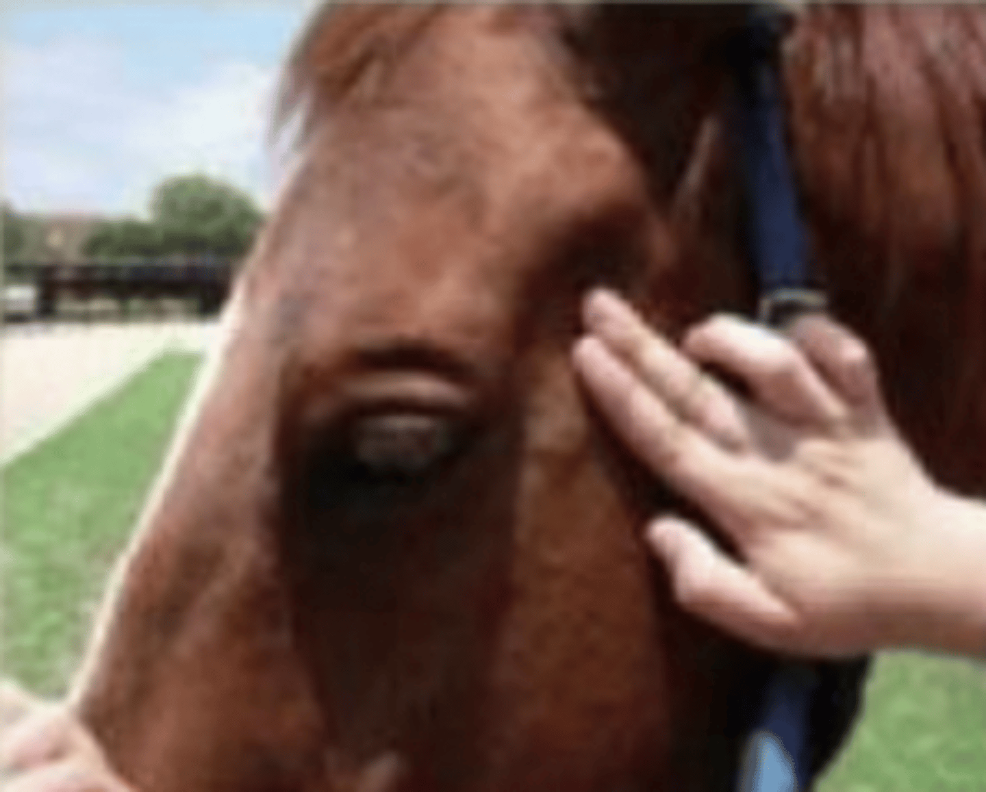 <p>what is being palpated ?</p>