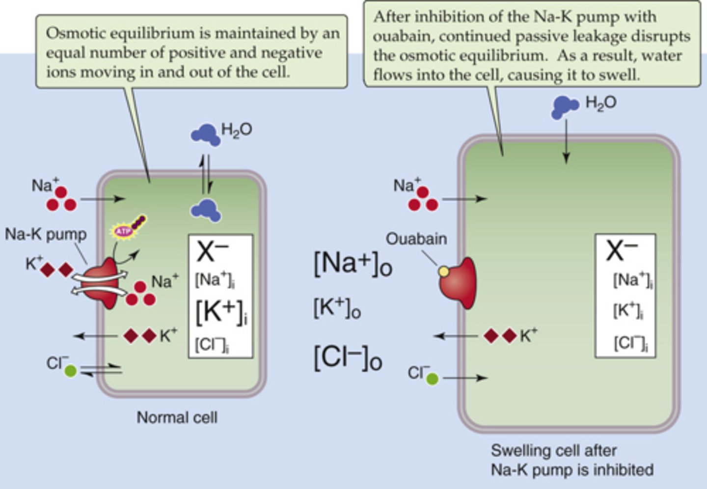 <p>blocks Na-K-ATPase thus causing the cell to swell (water follows sodium which will be high in the cell)</p>