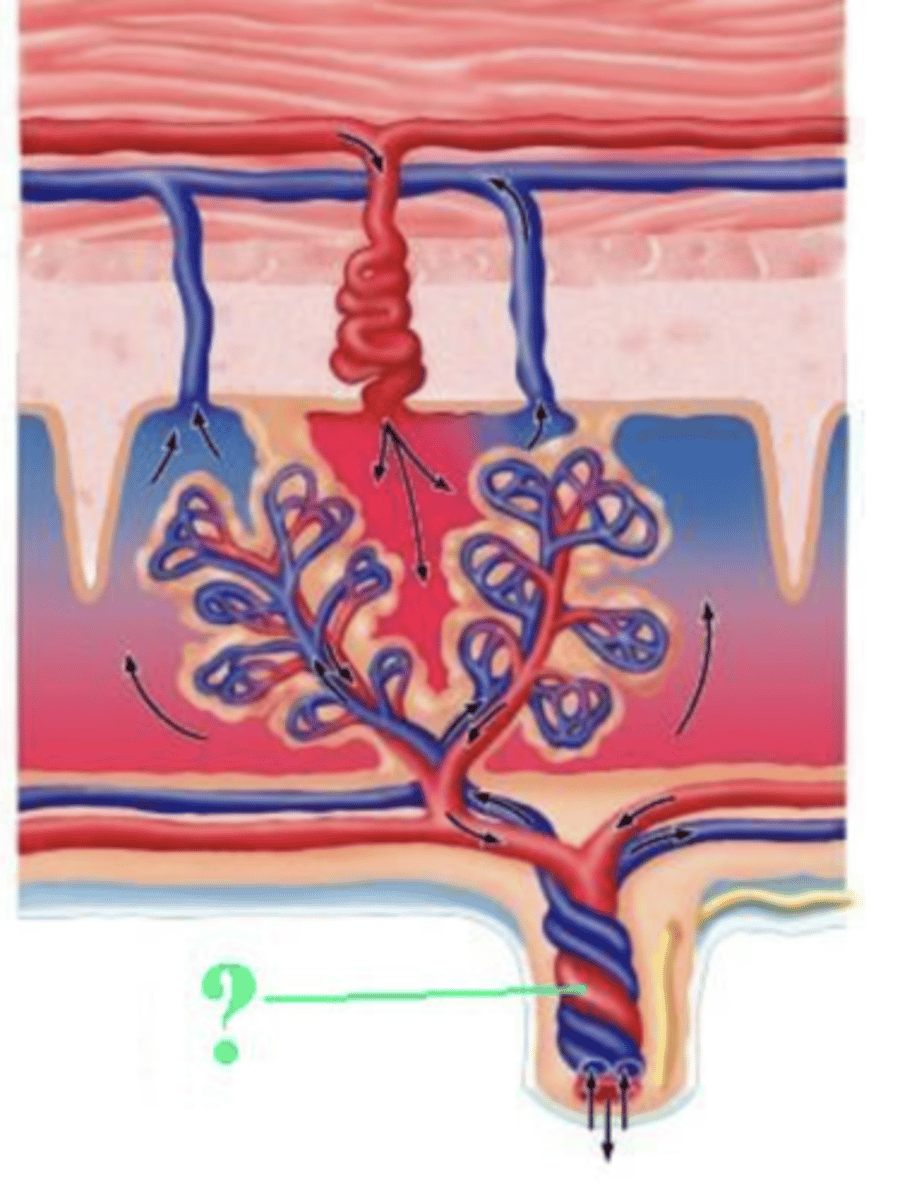 <p>umbilical vein</p>