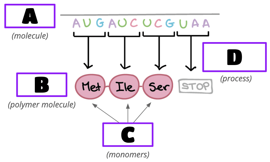 <p>What are the monomer molecules C?</p>