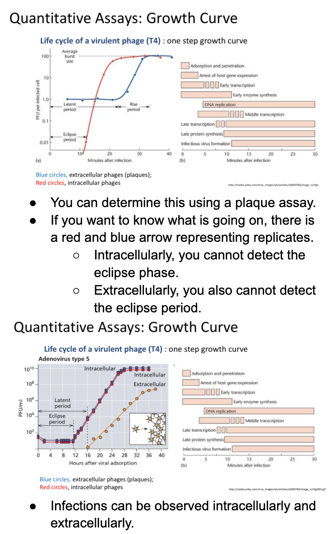 <p>Explain <strong>hemagglutination &amp; ELISA </strong>as other ways to measure no. of infected cells</p>