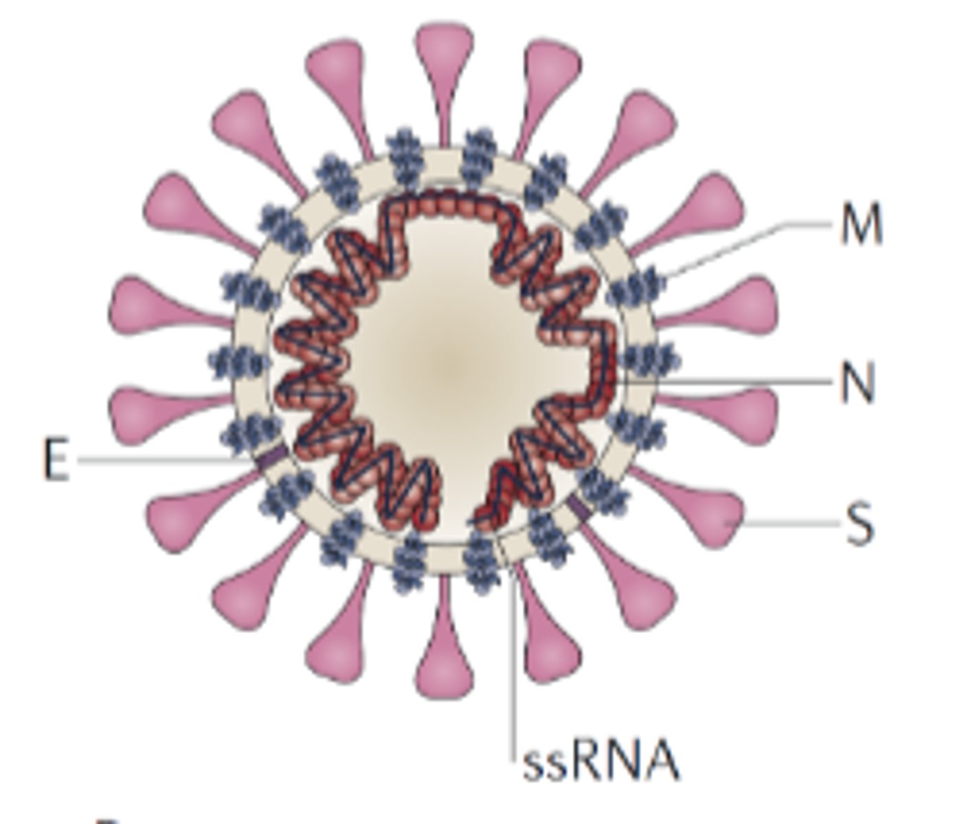 <p>a particular virus infects only particular species (based on presence of receptor for entry)</p>