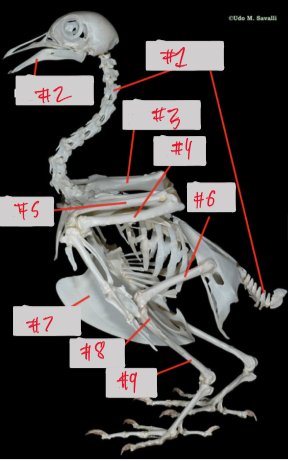 <p>8</p>