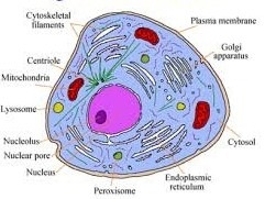 <p>structure inside a cell with a specific job</p>