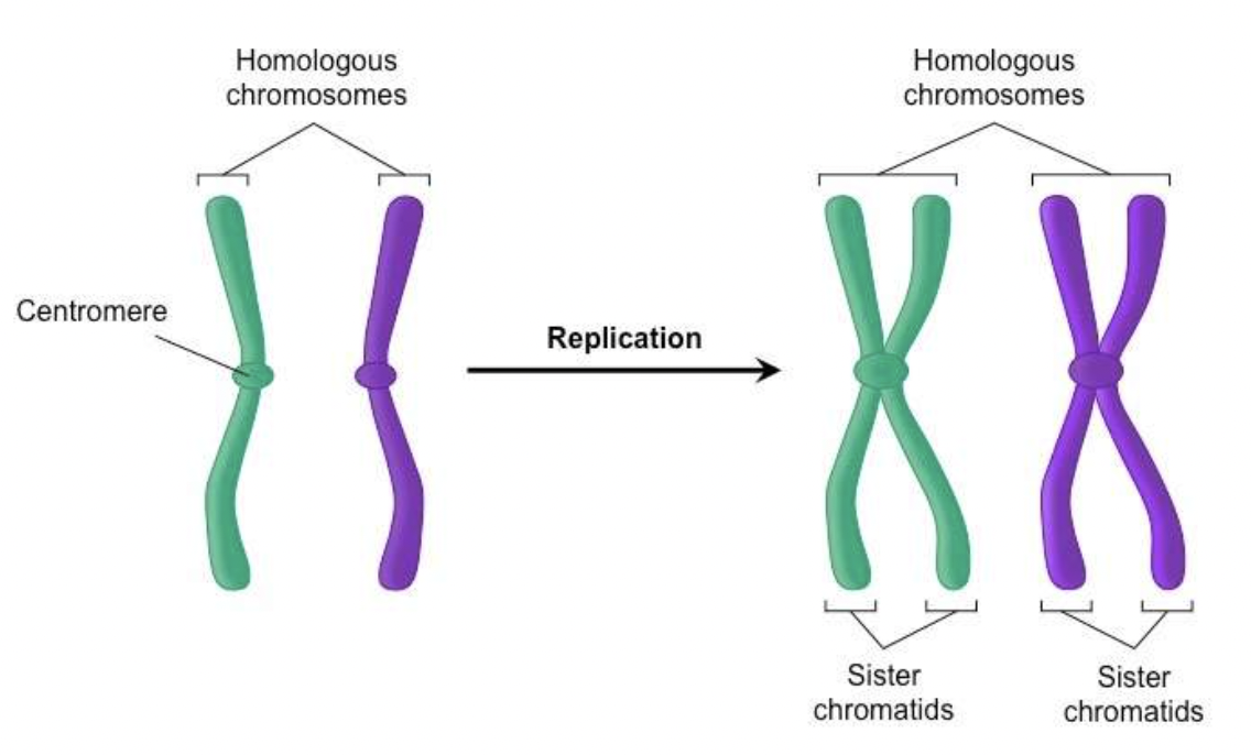 half of the chromosome is replicated and it is connected with its own copy to make sister chromatids 