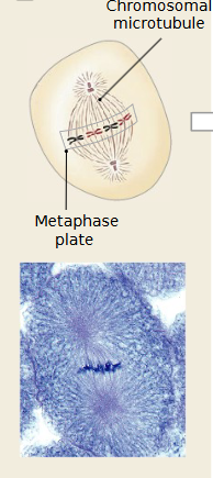 <p>Which mitosis stage is occurring </p>
