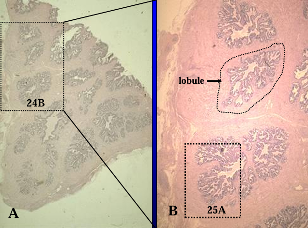 <p>Section of the equine prostate gland. </p><p>The glandular tissue is tubuloalveolar and is separated by connective tissue septa into lobules</p>