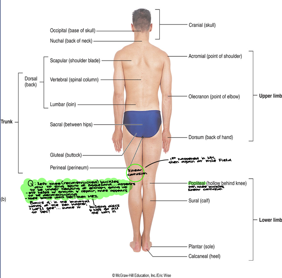 <ul><li><p>7, 12, 5, 5, &amp; 4 = #’s; MRI?? Yes!</p><ul><li><p>CPL = Aub!</p></li></ul></li><li><p>Remember- “cervi” or “cervical” is neck in G/L; <strong><em>cervical vertebrae are in the neck </em></strong></p></li><li><p>Reminder: know vertebrae types and numbers </p></li><li><p>Cervix is a neck-like structure in female reproductive tract </p></li></ul><p></p>