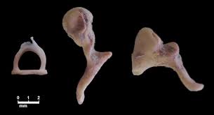 auditory ossicles