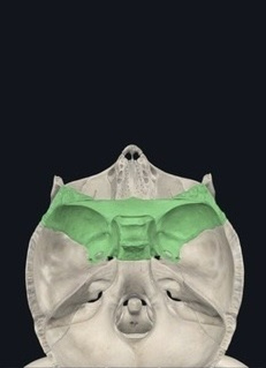 <p>Butterfly-shaped bone at the base of the skull.</p>