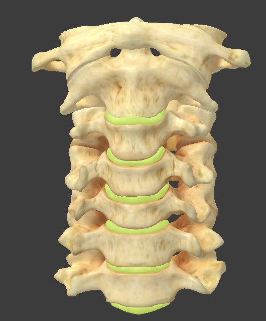 <ul><li><p>a cushion between adjacent vertebrae</p></li><li><p>two parts: annulus fibrosus and nucleus pulposus</p></li></ul><p></p>