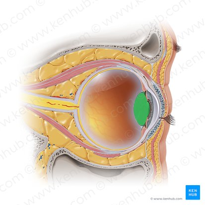 <p>Transmits and focuses light onto the retina in order to create clear images of observed objects at various distances. It is also the main structure of the accommodation reflex.</p>