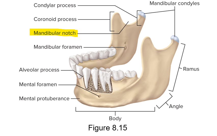 <p>Mandibular notch</p>