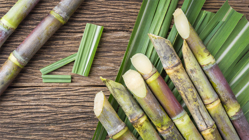 <p>Sugar cane</p>