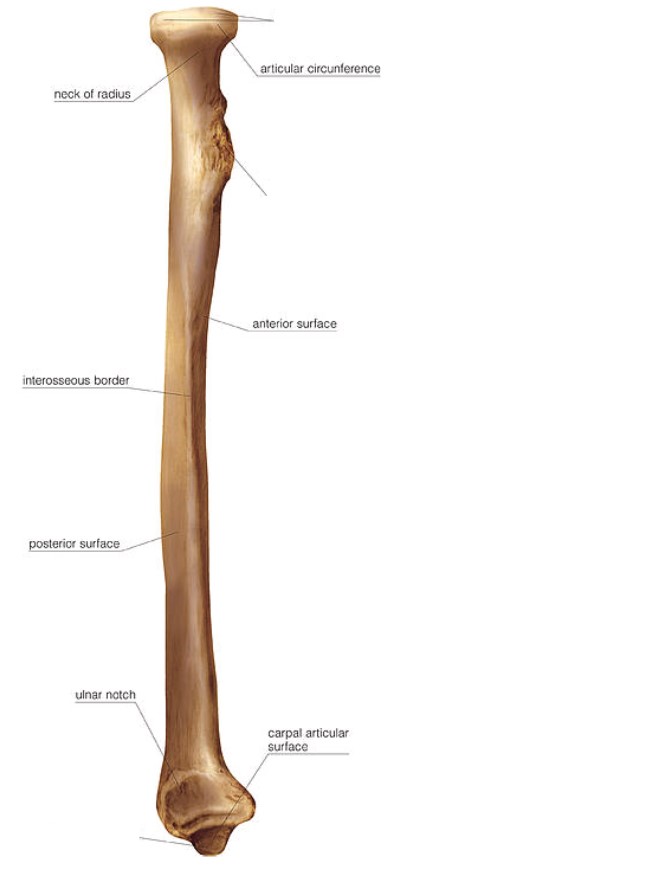 <ul><li><p>Top to bottom: Radial head, radial tuberosity, styloid process</p></li></ul>