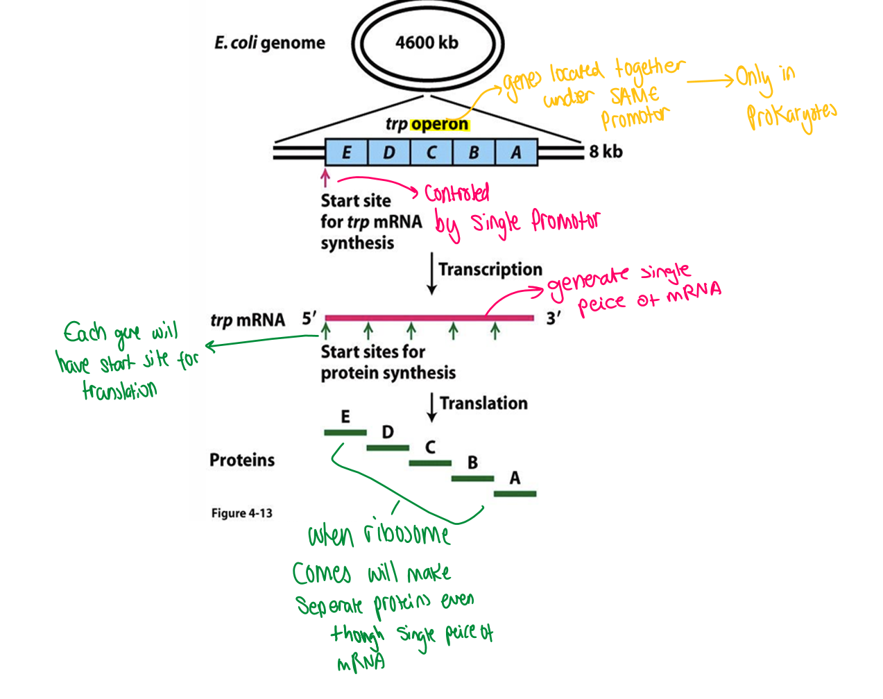 <ul><li><p>have <span style="font-family: Aptos, sans-serif">Polycistronic gene </span>organisation </p></li><li><p>gene that are related in function group together ad so share a promotor region </p></li><li><p>will make a single strand of mRNA but each gene will still have its own promotor </p></li><li><p>at end of translation will still produce separate proteins even though had a single stand of mRNA </p></li></ul><p></p>