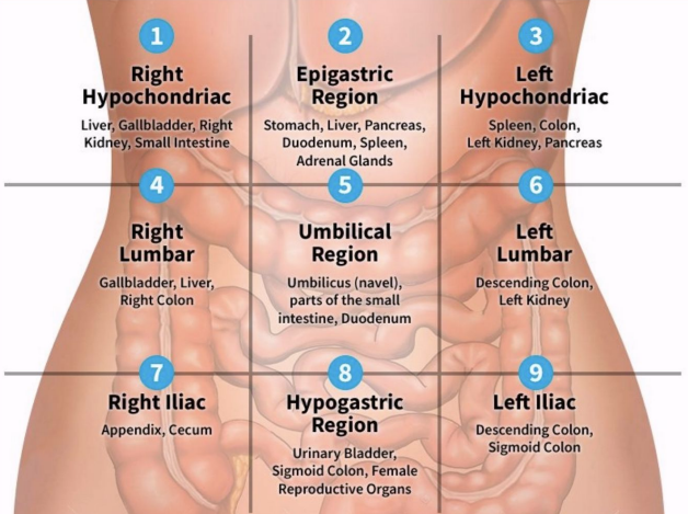 <ol><li><p>R hypochondriac region</p></li><li><p>epigastric region</p></li><li><p>L hypochondriac region</p></li><li><p>R lumbar region</p></li><li><p>umbilical region</p></li><li><p>L lumbar region</p></li><li><p>R iliac region</p></li><li><p>hypogastric region</p></li><li><p>L iliac region</p></li></ol><p></p>