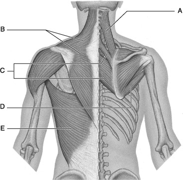 <p>The latissimus dorsi is labeled “___”</p><p>A</p><p>B</p><p>C</p><p>D</p><p>E</p>