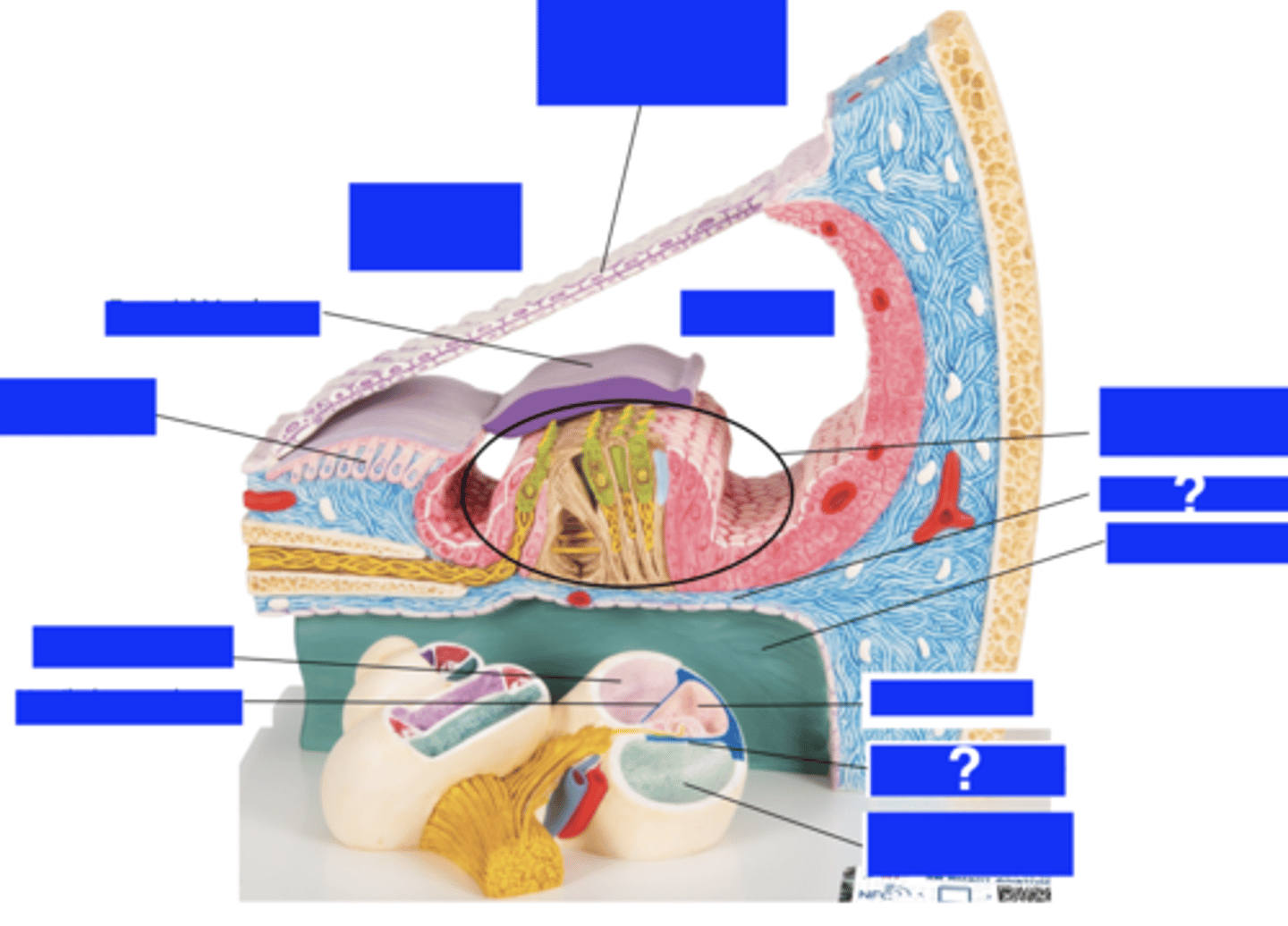 knowt flashcard image