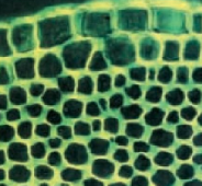 <ul><li><p>provides support and flexibility to young plants. </p></li><li><p>more intercellular space</p></li></ul><p></p>