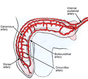<ol><li><p>Cavernosal arteries that supply main erectile tissue (corpora cavernosa)</p></li><li><p>Bulbourethral artery</p></li><li><p>Dorsal artery</p></li></ol><p></p>