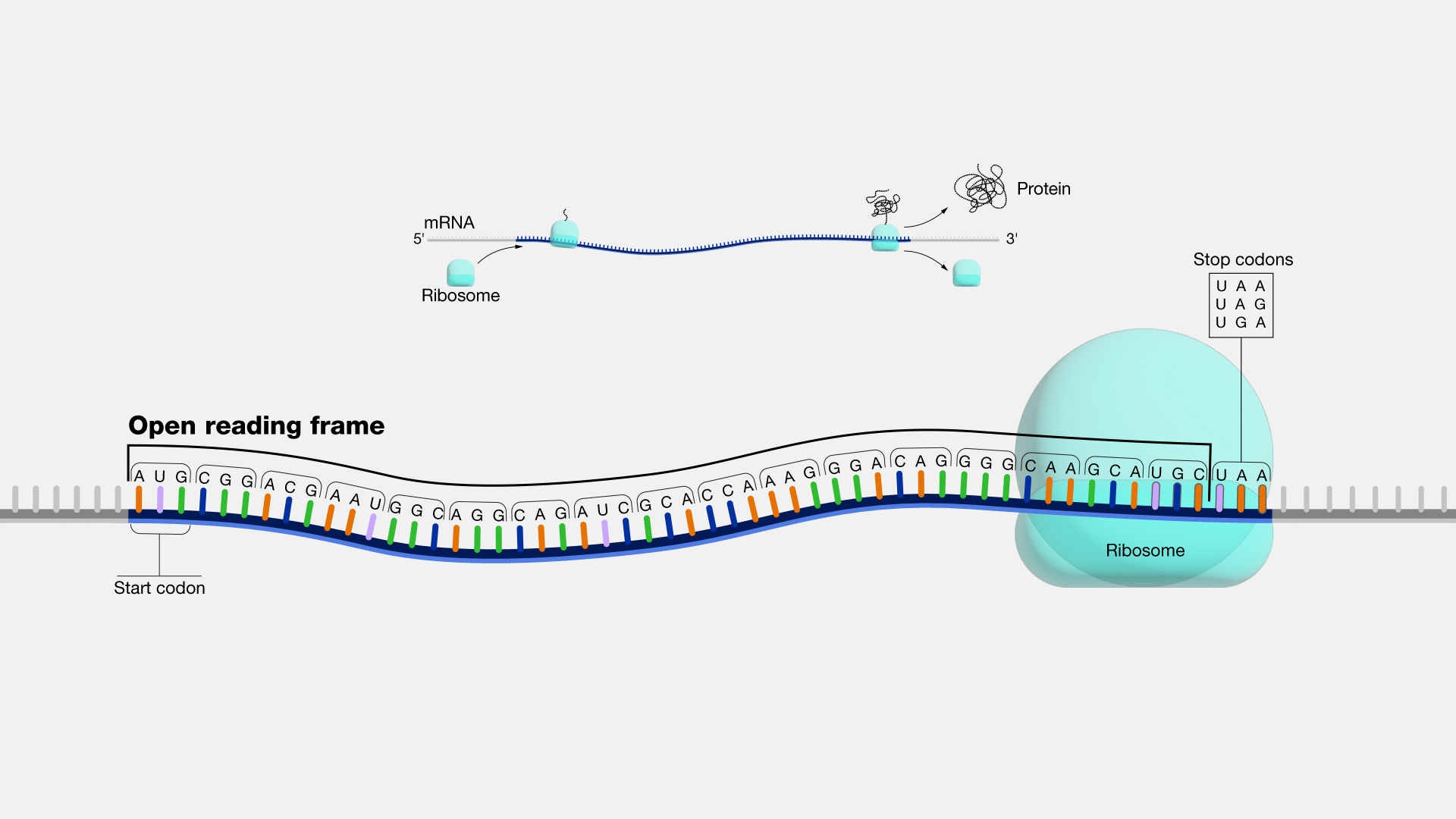 <p>Region of DNA sequence that corresponds to a mRNA transcript and can be translated by a ribosome into a continuous polypeptide chain.  </p><p>Contains a start codon (AUG), ends with a stop codon (UAA, UAG, UGA)</p>
