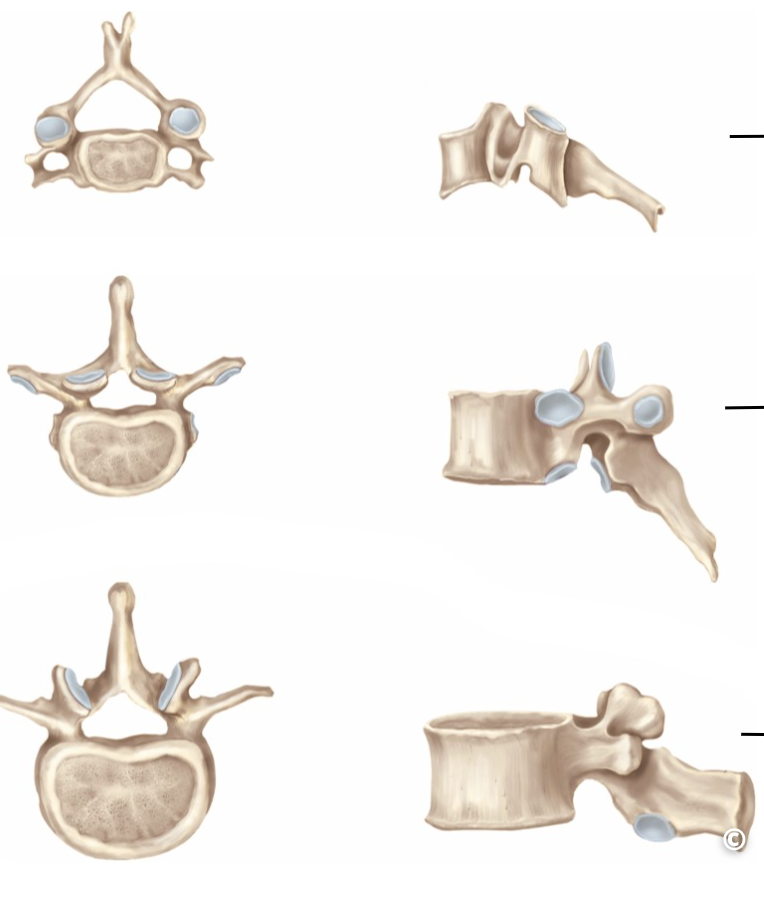 <p>Identify the vertebrae</p>