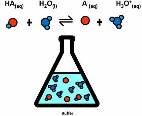 <p>Buffers</p>
