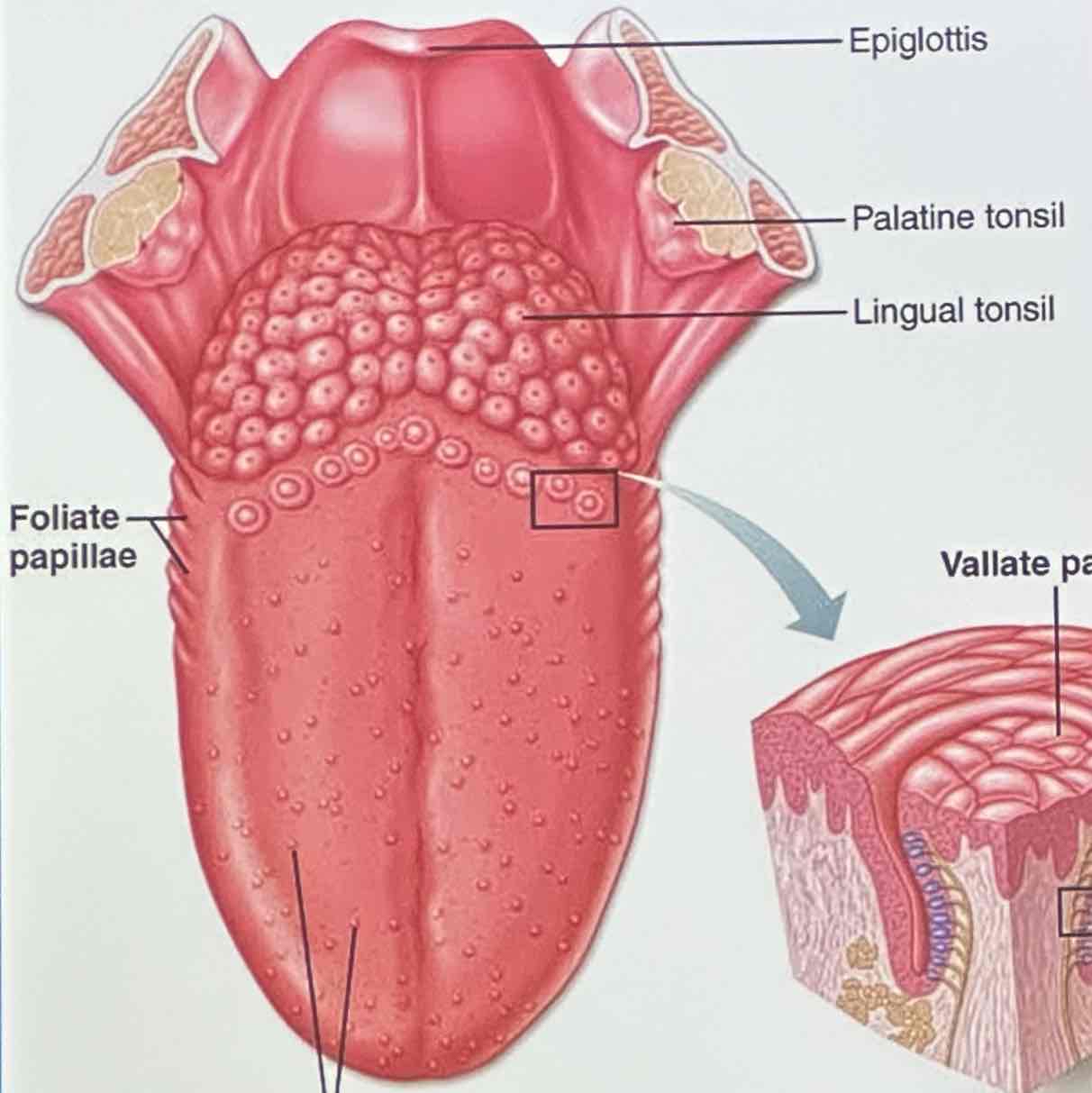 <p>Gustation</p>