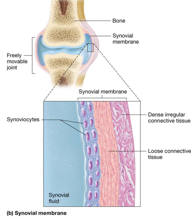 <ul><li><p>Line cavities of freely moveable joints</p><ul><li><p>hip, knee, elbow, shoulder</p></li></ul></li><li><p>Composed of connective tissue layers</p><ul><li><p>Inner: synoviocytes secretes fluid</p></li><li><p>Outer: loose + dense irregular connective tissue</p></li></ul></li></ul><p></p>
