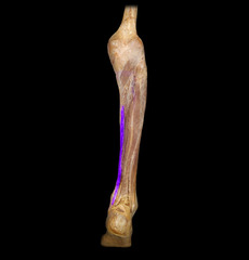 flexes toes 2-5 and plantar flexes the foot
- extends from the posterior tibia to the distal phalanges 2-5