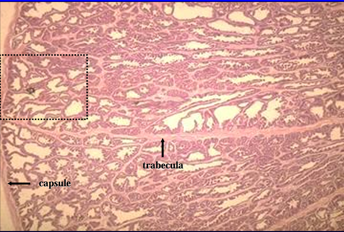 <p>Canine prostate gland. </p><p>The prostate gland is surrounded by a connective tissue capsule (left) from which connective tissue septa penetrate and subdivided the parenchyma into lobules. </p><p>The capsule and trabeculae also contain smooth muscle.</p>