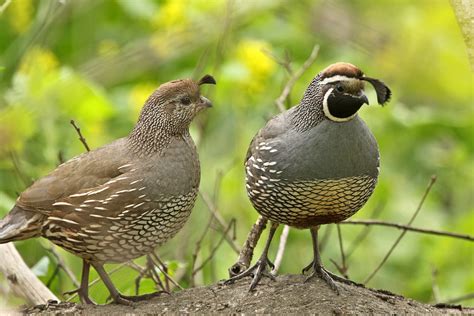 Very small, large dark forehead plume, scale chest and neck, mostly grey

Males: very grey, white chin strip and forehead stripe

Females: grey-brown, pale forehead