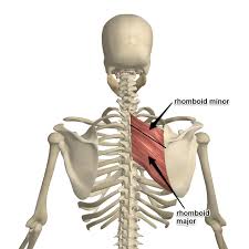 <p>origin: spinous processes of cervical vertebra C7 and T1</p><p>insertion: medial border of scapula</p>