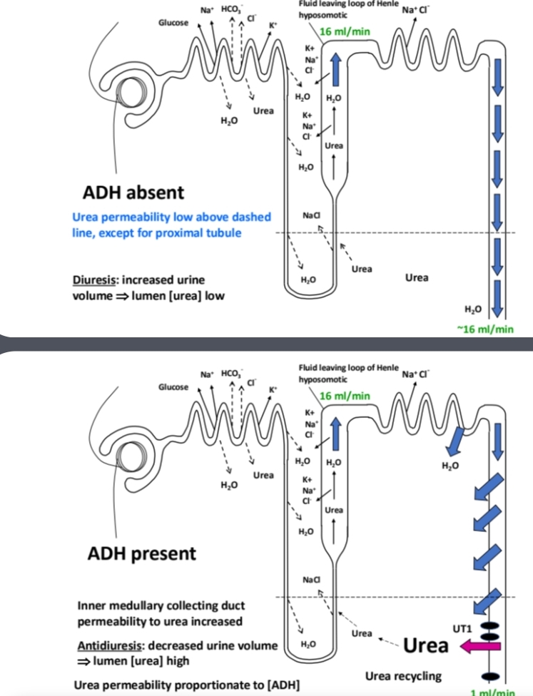 <p>There is an ADH-dependent, facilitated diffusion urea transporter (UT1) on the apical membrane in the IMCD. In presence of ADH there is therefore and increase  permeability of IMCD (inner medullary collecting duct) to urea</p>