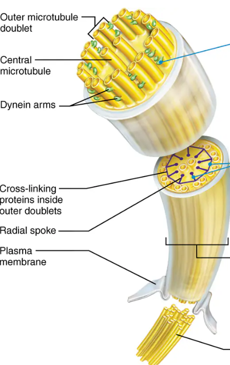 <p>Whiplike, highly motile extensions of the apical surface membranes of certain epithelial cells. Each one contains a core of microtubules held together by cross-linking and radical proteins. Movement is generated when adjacent doublets grip one another with side arms made of dynein and the arms start to oscillate</p>