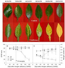 <p><span>&nbsp;Nutrient deficiency causing yellowing of older leaves and stunted growth.</span></p>