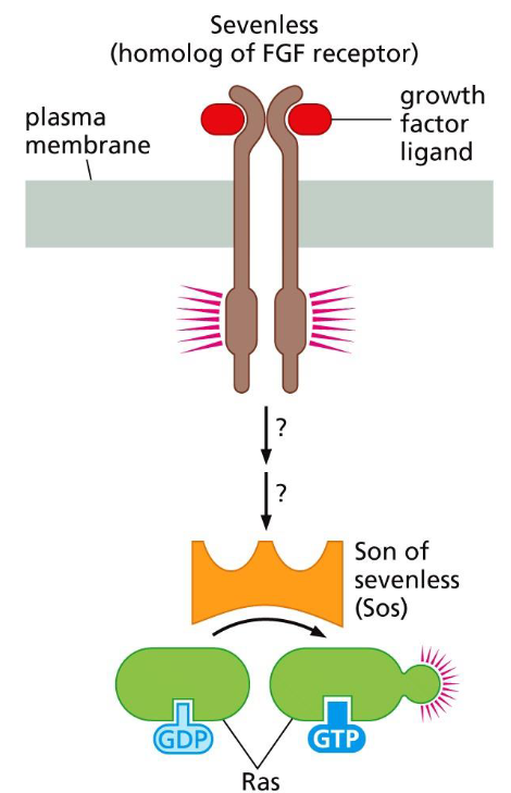 <p><span>Sos is the ___ stimulator of Ras:</span></p>