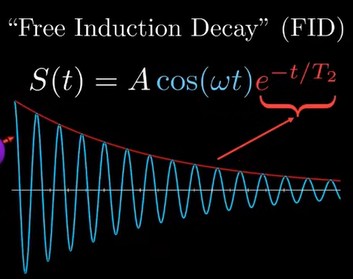 <p>in a perfect situation, protons are spinning at a same constant rate. however, each proton’s magnetic field alters neighbouring protons, resulting in some protons spinning faster and slower than others over time.</p><p>signal decays in a decaying exponential manner as protons become dephased and not in sync</p><p>T2 is how quickly signal decays</p>
