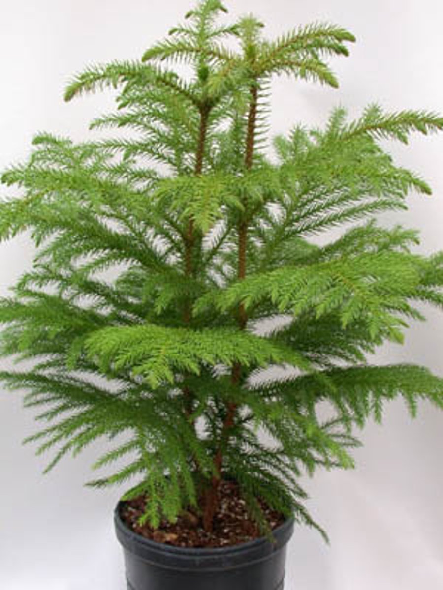 <p>Norfolk Island Pine</p>