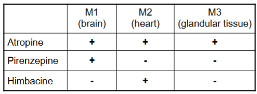 <ul><li><p><strong>Atropine:</strong></p><ul><li><p>Non-selective muscarinic antagonist</p></li><li><p>Blocks M1, M2, and M3 → affects brain, heart, and glands</p></li><li><p>Broad parasympathetic-blocking effects (dry mouth, increased heart rate, CNS effects)</p></li></ul></li><li><p><strong>Pirenzepine:</strong></p><ul><li><p>Selective M1 antagonist</p></li><li><p>Blocks M1 in the brain (and stomach’s gastric glands)</p></li></ul></li><li><p><strong>Himbacine:</strong></p><ul><li><p>Blocks M2 (heart)</p></li><li><p>Mainly affects heart rate (can prevent parasympathetic slowing of the heart)</p></li></ul></li></ul><p></p>