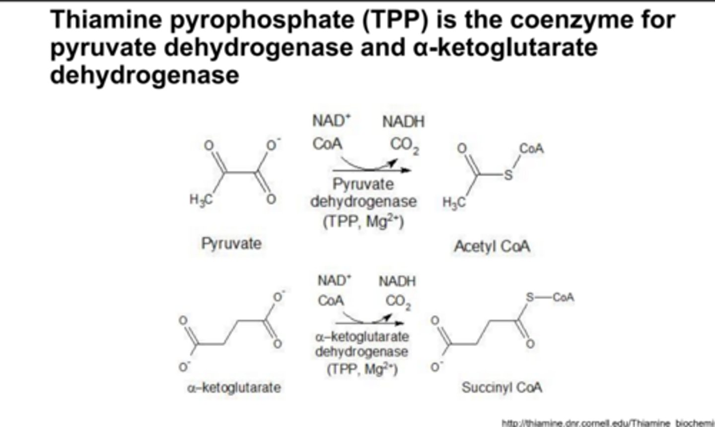 <p>pyruvate dehydrogenase and a-ketoglutarate</p>