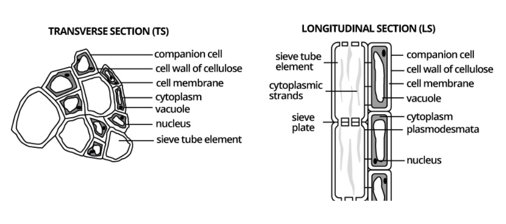<ul><li><p>Phloem is made of living cells.</p></li></ul><p></p><ul><li><p>Phloem sieve tubes<span> contain little cytoplasm and few or no organelles. The cell walls are made of </span><mark data-color="yellow">cellulose</mark><span><mark data-color="yellow">.</mark></span></p></li></ul><p></p><ul><li><p><strong>Sieve tubes</strong> are formed from cells called <strong>sieve elements</strong> placed end to end.</p></li></ul><p></p><ul><li><p>The ends of the walls do not break down, but are perforated by pores. These areas are called <strong>sieve plates.</strong></p></li></ul><p></p><ul><li><p><strong>Cytoplasmic filaments </strong>containing phloem protein extend from one sieve cell to the next through the pores in the sieve plate.</p></li></ul><p></p><ul><li><p><strong>Companion cells</strong> have dense cytoplasm, large centrally placed nuclei, many mitochondria, rough endoplasmic reticulum and Golgi body. They are connected to the sieve tube elements by plasmodesmata.</p></li></ul>