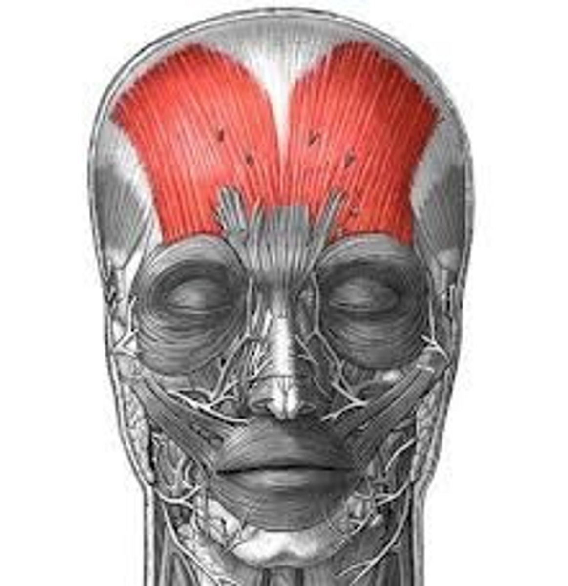 <p>Where is the attachment of the frontalis muscle? what is its function?</p>