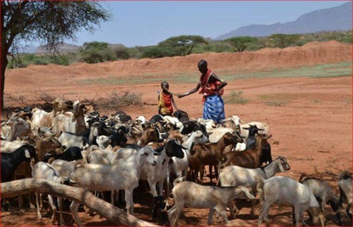 <p>A type of subsistence agriculture practiced in arid climate, where seasonal movement with domesticated animals are relied on for necessities like food, clothing, and more.</p>