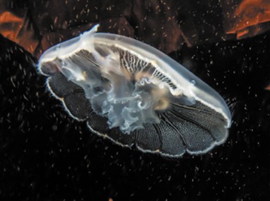 <p><strong>The image shows the cnidarian commonly known as moon sea jelly.&nbsp;It belongs to the class _____&nbsp;in the genus&nbsp;</strong><span><strong>aurelia</strong></span><strong>.</strong></p>